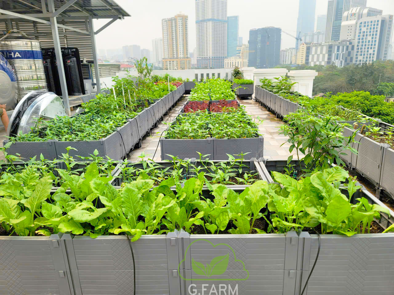 Thiết kế thi công vườn rau sân thượng tại Hà Nội